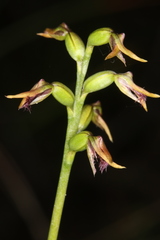 Genoplesium apostasioides