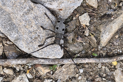 Morimus funereus