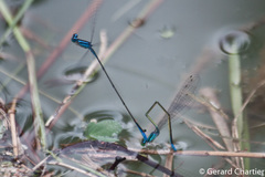 Aciagrion hisopa