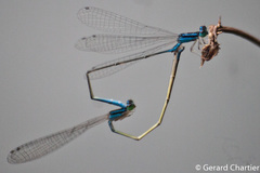 Aciagrion hisopa
