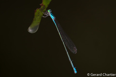 Aciagrion hisopa