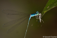 Aciagrion hisopa