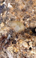 Phlebobranchia