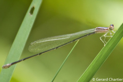 Aciagrion hisopa