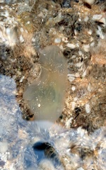 Phlebobranchia