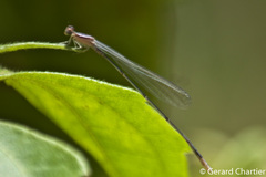 Aciagrion hisopa