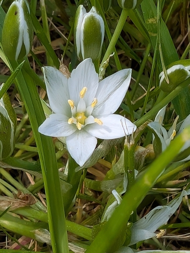 common star-of-Bethlehem