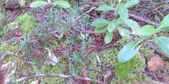 Leucopogon fasciculatus
