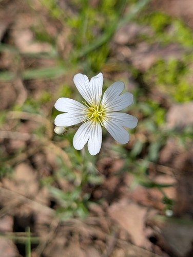field chickweed
