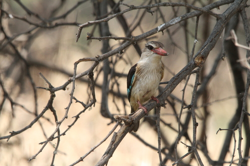 iNaturalist image