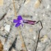 Lobelia coronopifolia 2