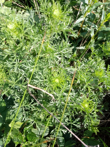 pineapple-weed