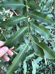 Capparis arborea