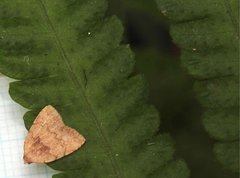 Anachrostis