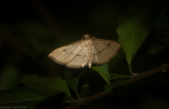 Addaea subtessellata