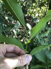 Capparis arborea