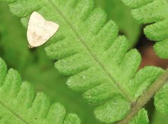 Anachrostis