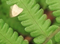 Anachrostis