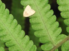 Anachrostis