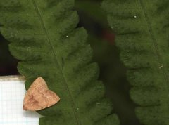 Anachrostis