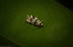 Barea eucapnodes