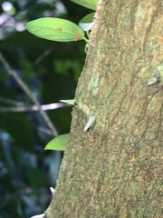 Capparis arborea