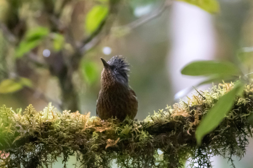 Streaked Barwing