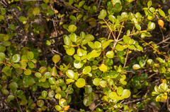 Coprosma neglecta