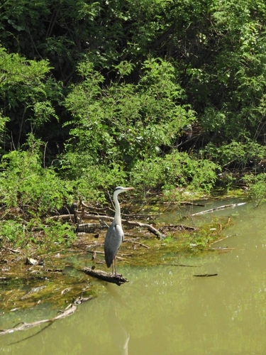 Grey Heron