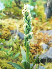 Platanthera hyperborea