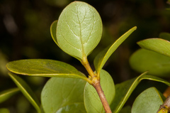 Coprosma neglecta