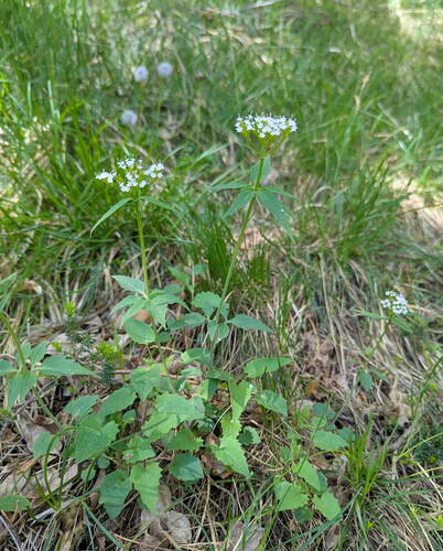 Valeriana tripteris, photograph 5