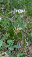 Valeriana tripteris, photograph (c) Thierry Arbault, some rights reserved (CC BY)
