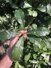 Planchonella pohlmaniana