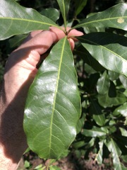 Planchonella pohlmaniana