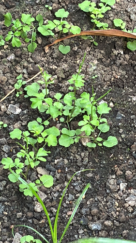 Cardamine occulta observed 2026-05-24