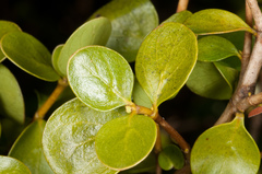 Coprosma neglecta