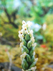 Platanthera hyperborea