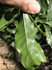 Planchonella pohlmaniana