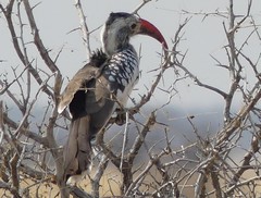 Tockus damarensis