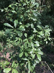 Planchonella pohlmaniana