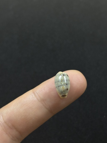 Cypraea pallidula observed 2026-05-25