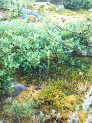 Platanthera hyperborea