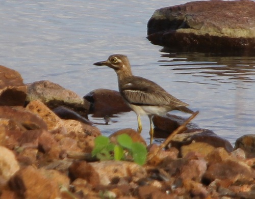 iNaturalist image