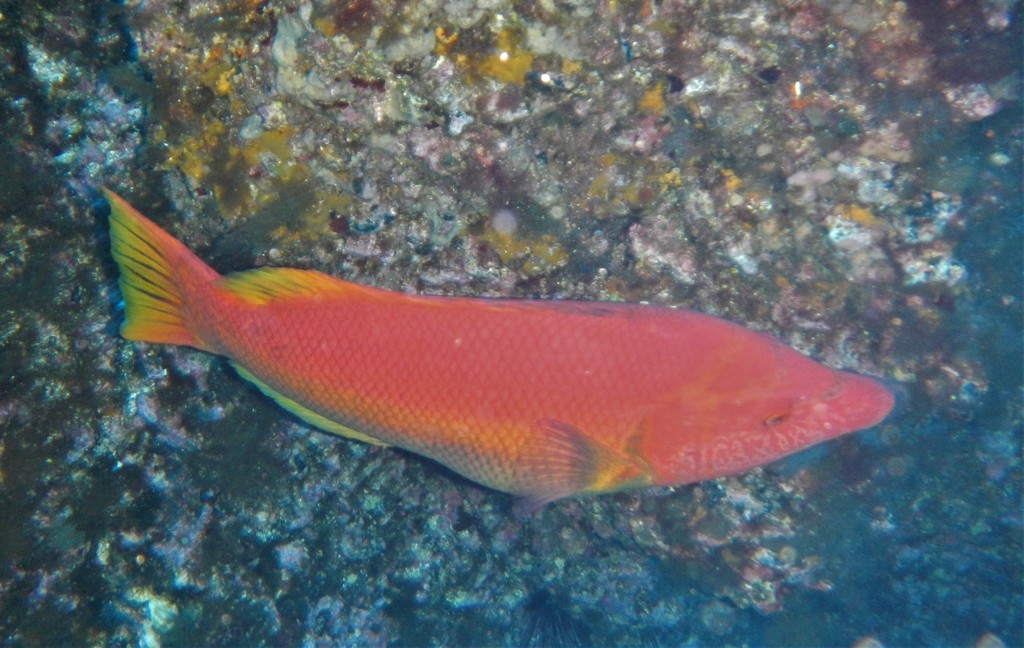 Photo of Barred hogfish (Bodianus scrofa)