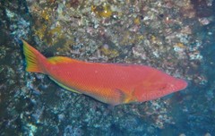 Bodianus scrofa