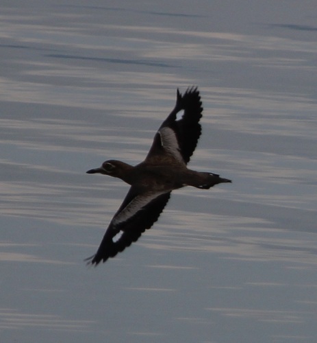 iNaturalist: (c) altagray, some rights reserved (CC BY-NC) iNaturalist image