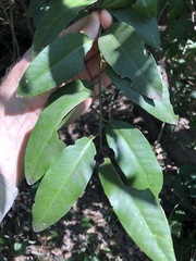 Capparis arborea