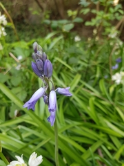 Hyacinthoides × massartiana