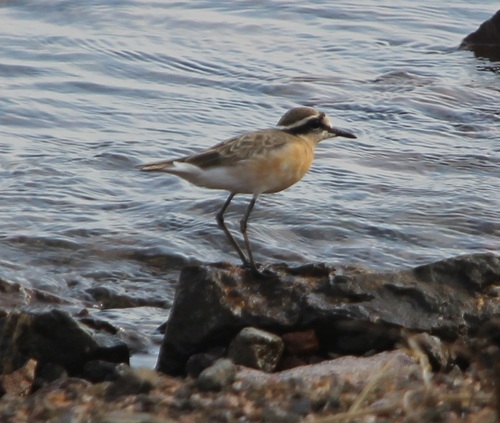 iNaturalist: (c) altagray, some rights reserved (CC BY-NC) iNaturalist image